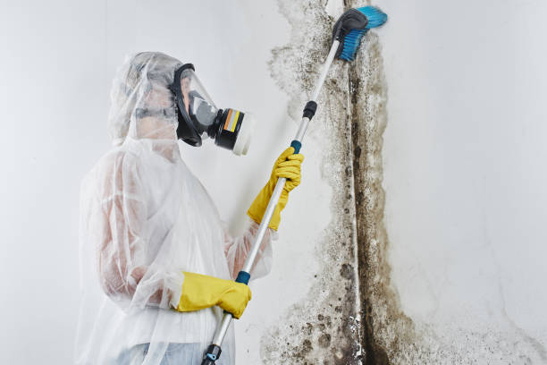 Localized Mold Remediation (e.g., coastal areas, humid climates)