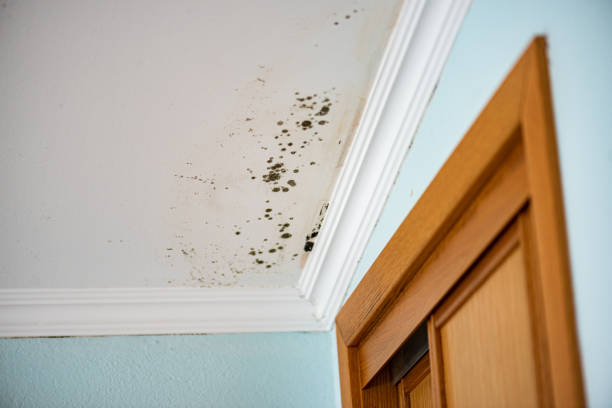 Best DIY Mold Remediation Support Services in Oak Grove Heights, AR